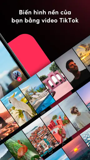 TikTok Video Wallpaper