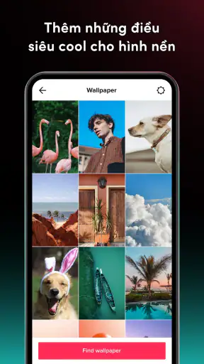 TikTok Video Wallpaper